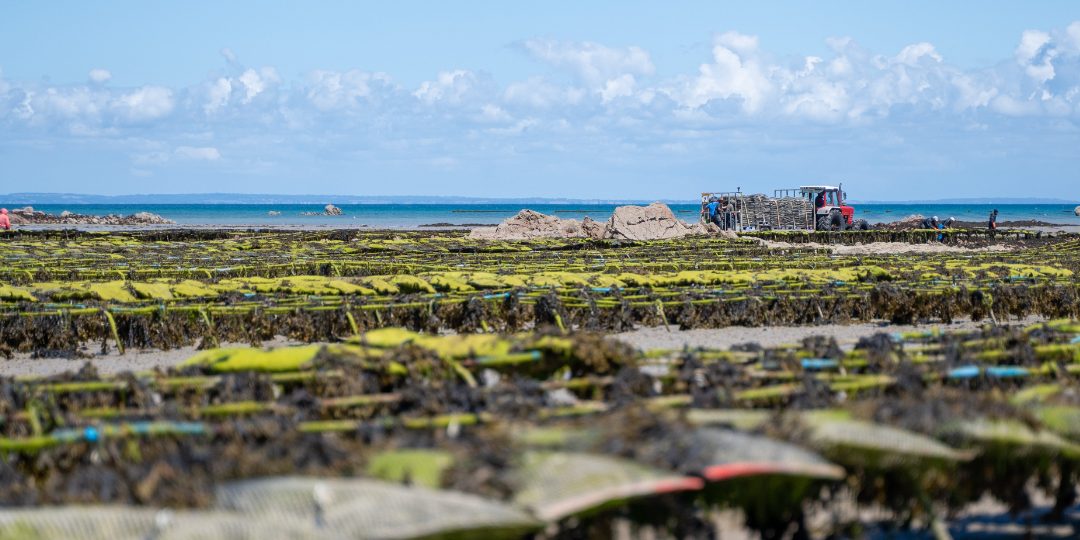 Parcs à huîtres de la baie de Grouville, Grouville, Jersey