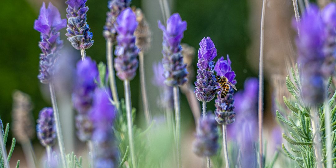 Jersey Lavender Farm, St Brélade, Jersey