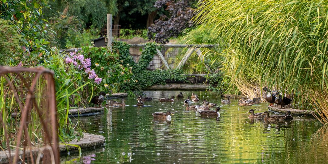 Reg's Garden, St Brélade, Jersey